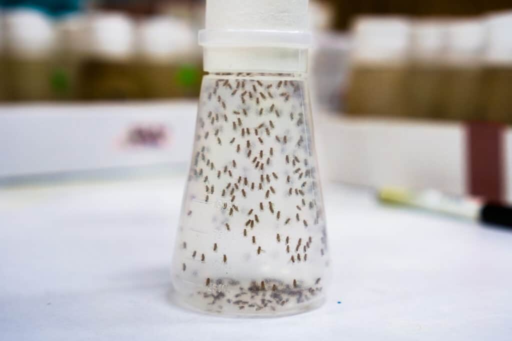 Fruit flies in a vile used for research on the effects of space travel.