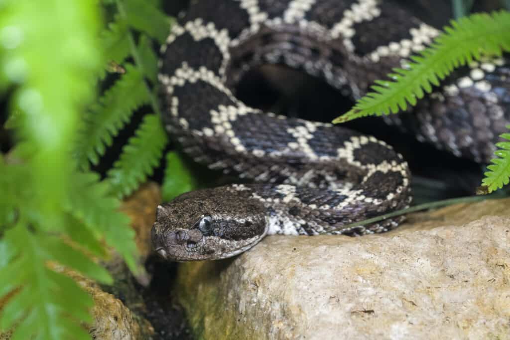 Arizona black rattlesnake