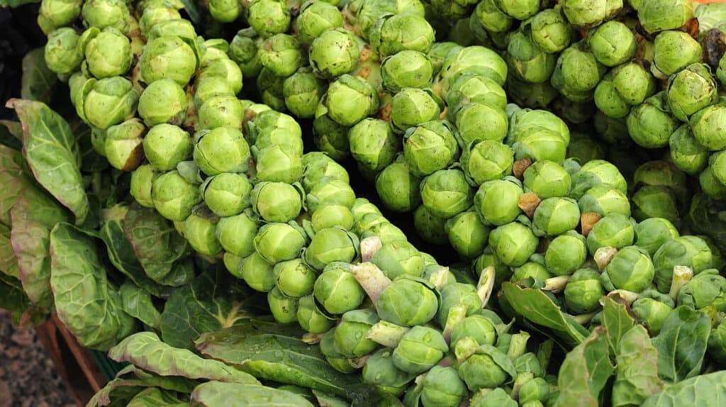 Fresh stalks of Brussels sprouts