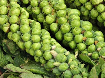 A Brussels Sprouts vs. Cabbage