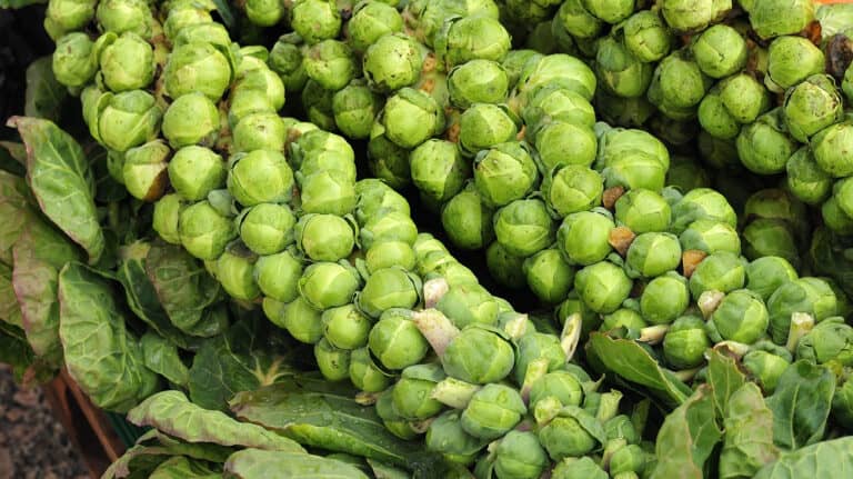 Fresh stalks of Brussels sprouts
