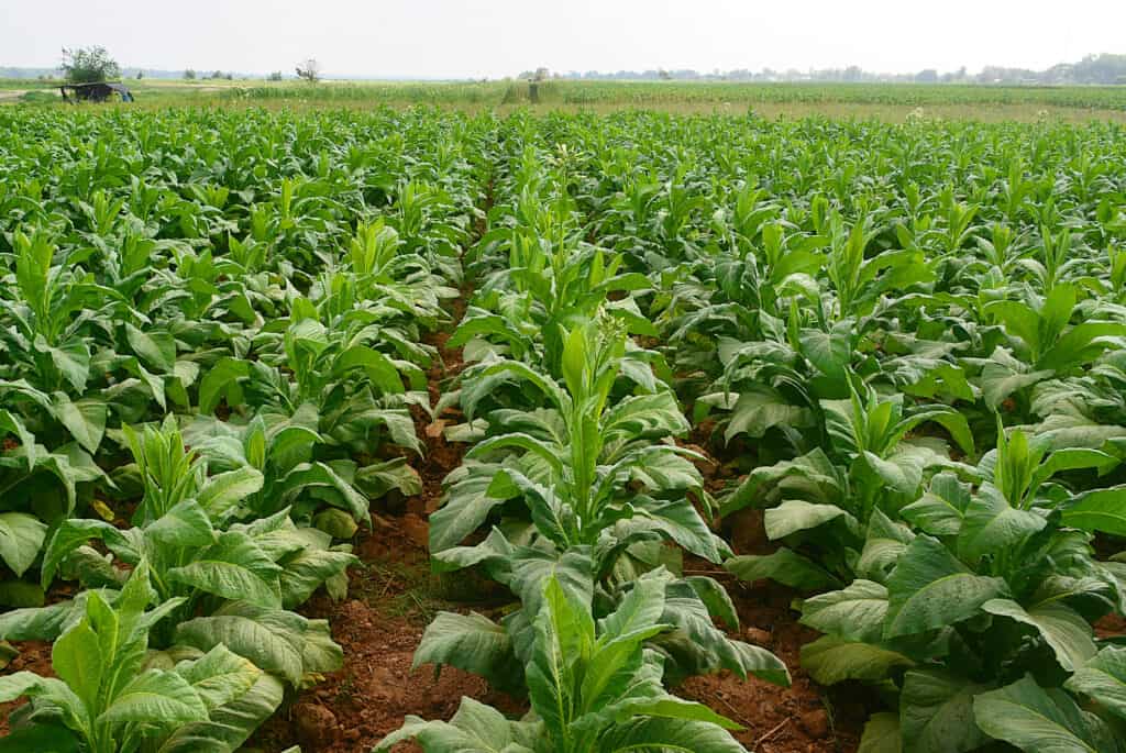 Thousands of Immature (green) true tobacco plants growing in straight rows in a cultivated field