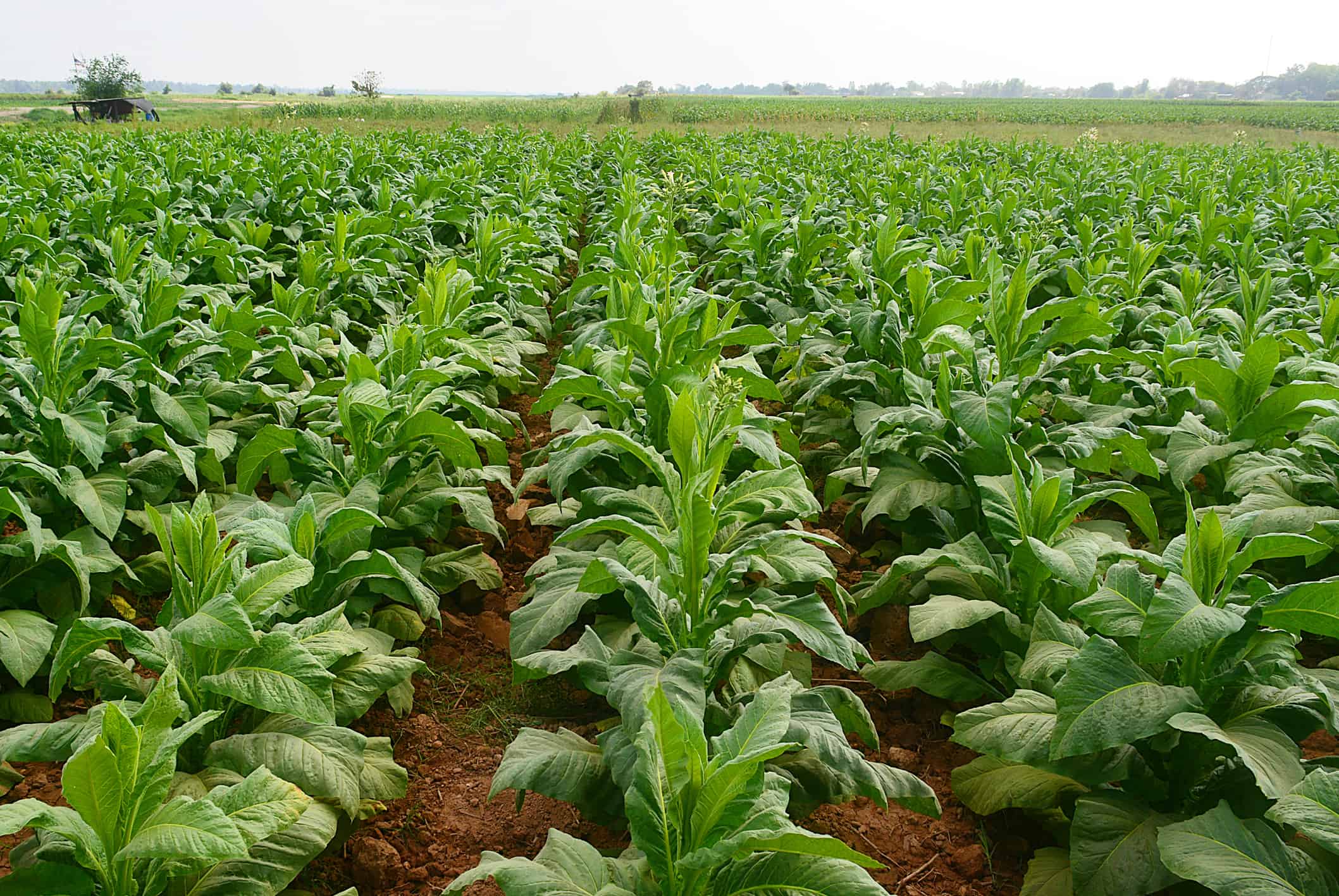 Thousands of Immature (green) true tobacco plants growing in straight rows in a cultivated field