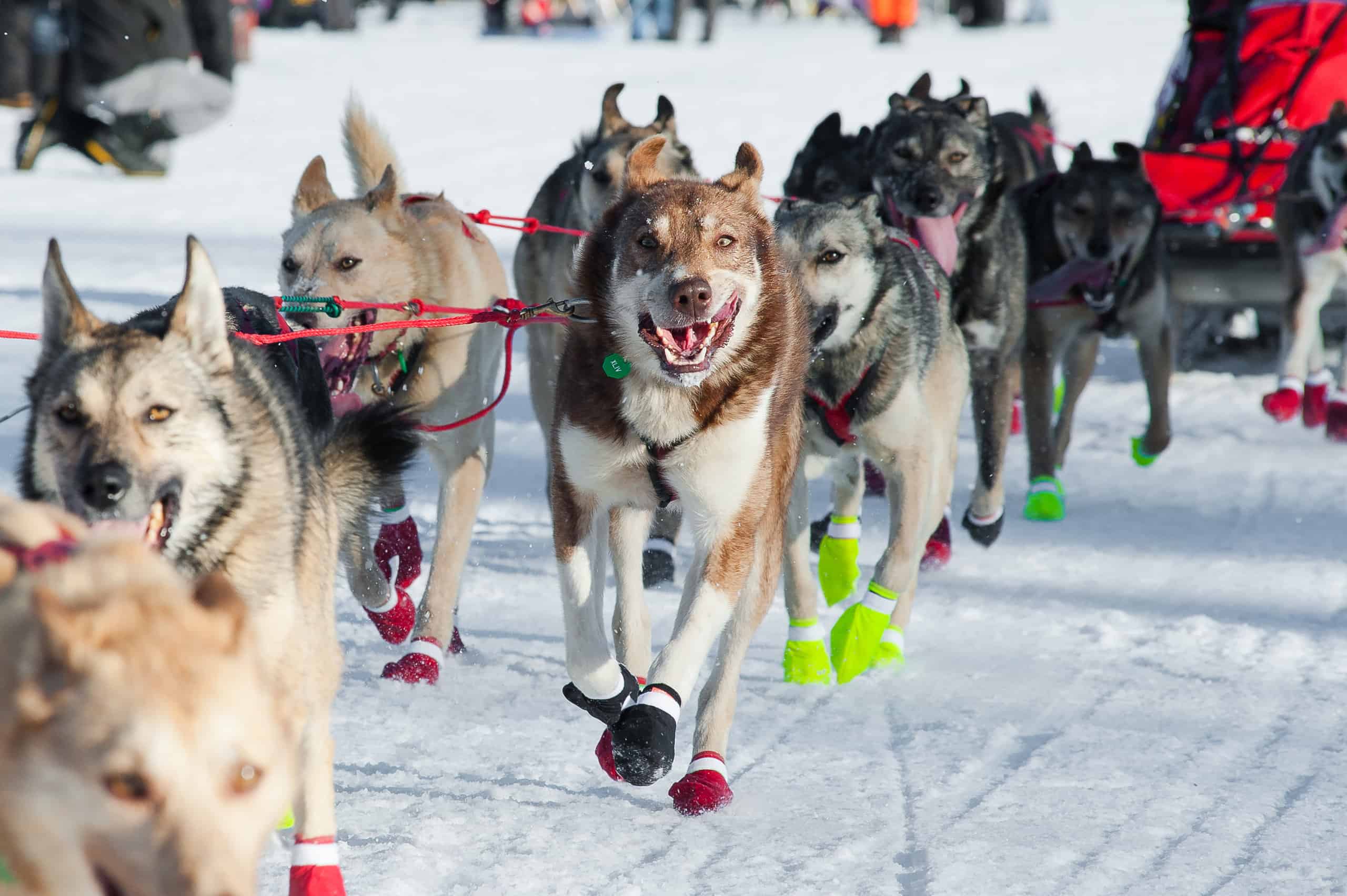 Sled dogs running in a race wearing paw protection