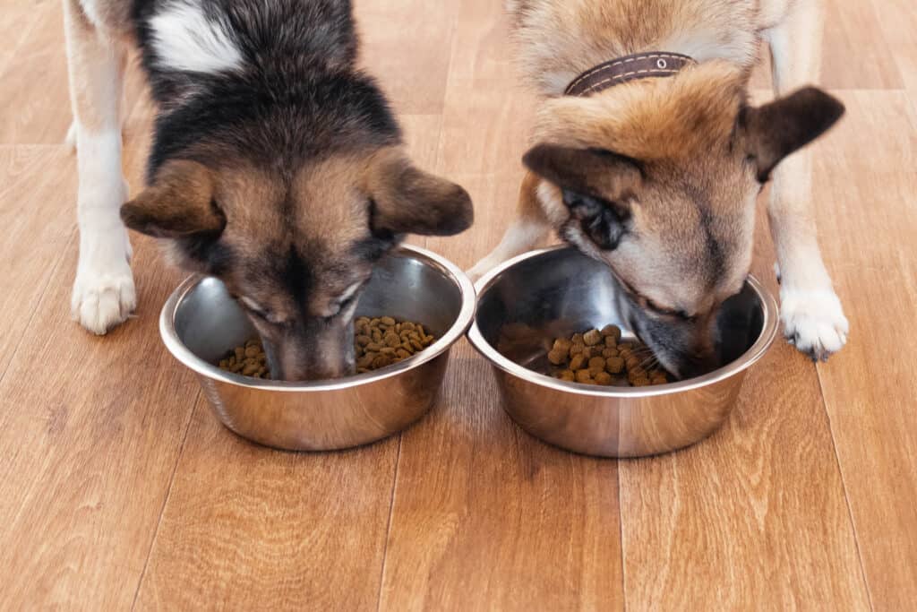 Two dogs eating kibble from their bowls - dog food