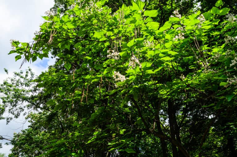 Flowering catalpa tree