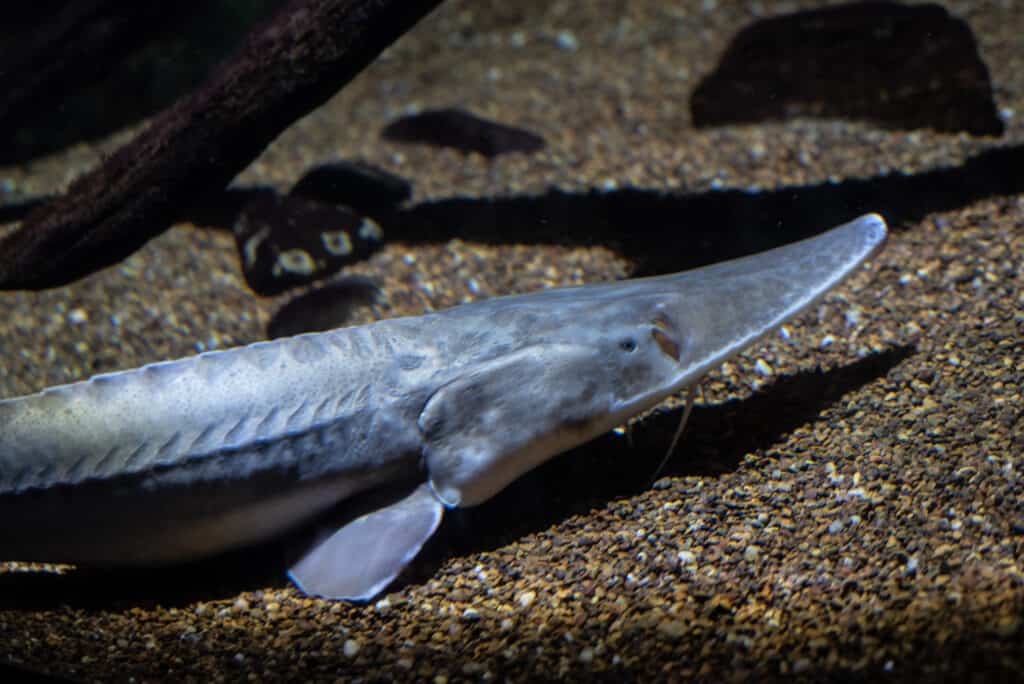 ปลาสเตอร์เจียนแพลลิด (Scaphirhynchus albus) เป็นสัตว์ใกล้สูญพันธุ์