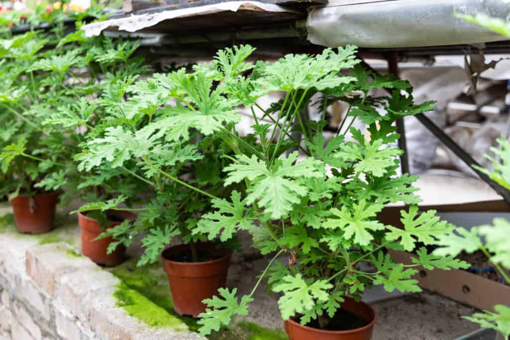 citronella plants in terra cotta pots