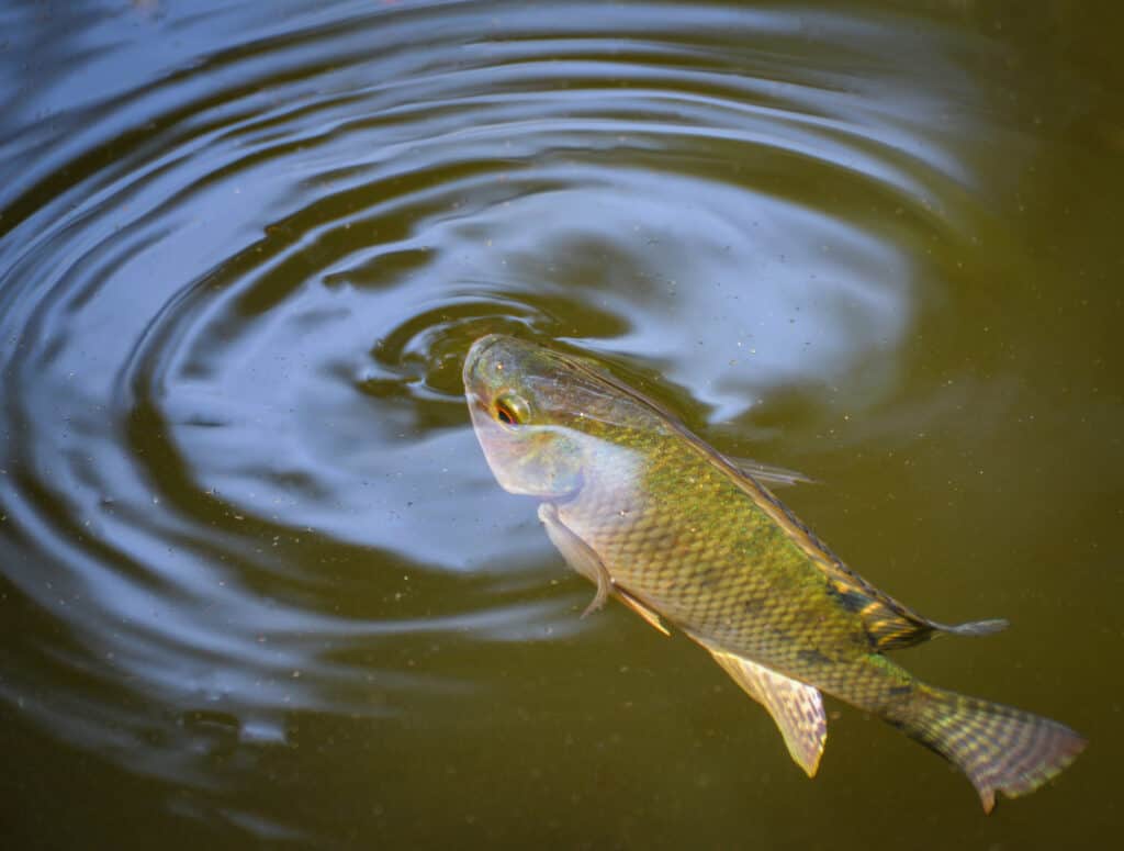 Tilapia fish swimming on surface in the water