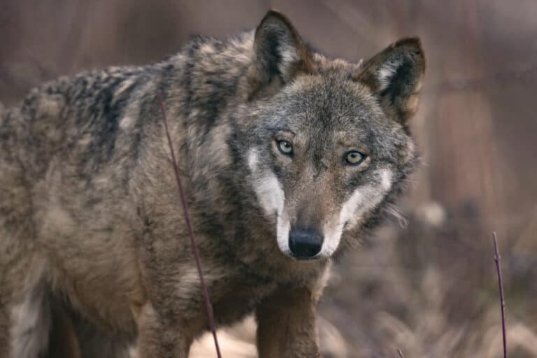 An Apennine wolf in the wild close up
