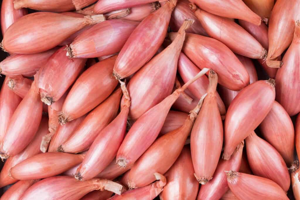 Onion shallot bulbs food background. Purple bows