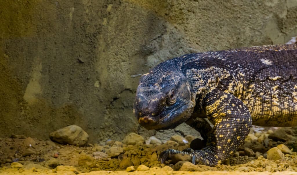 black throat monitor