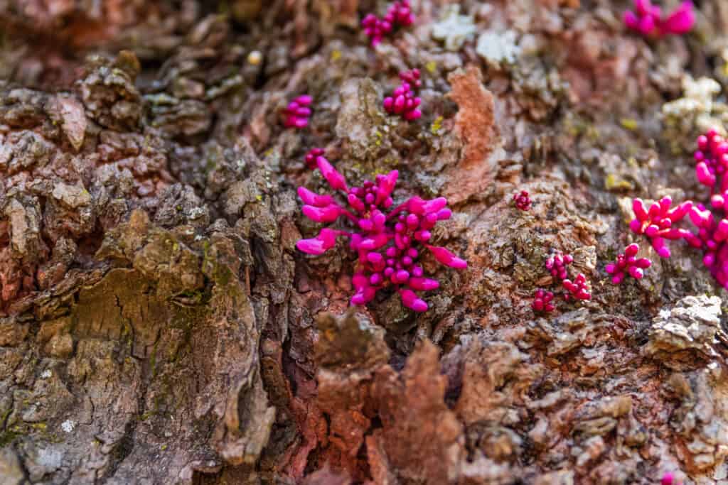 An Eastern redbud tree with magenta colored sprouts of flowering buds growing on its trunk