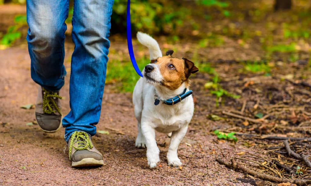 Dog walking but keeping an eye on their person