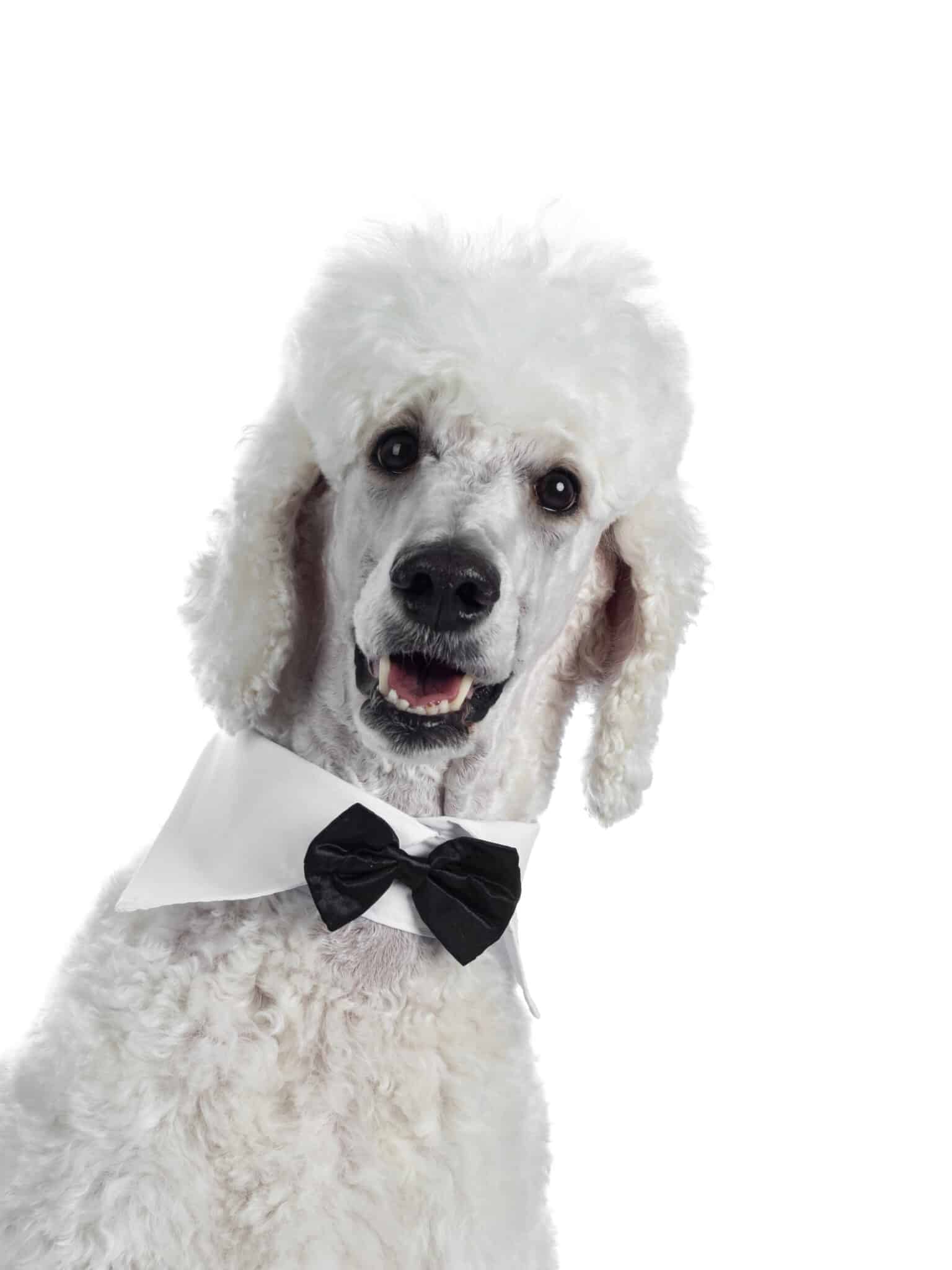 National Poodle Day 2024 Date, Origin, and Ways to Celebrate AZ Animals