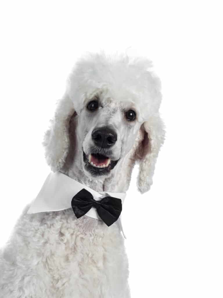 Poodle in a bow tie