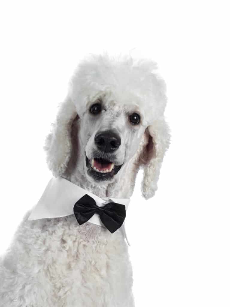 poodle with bow tie