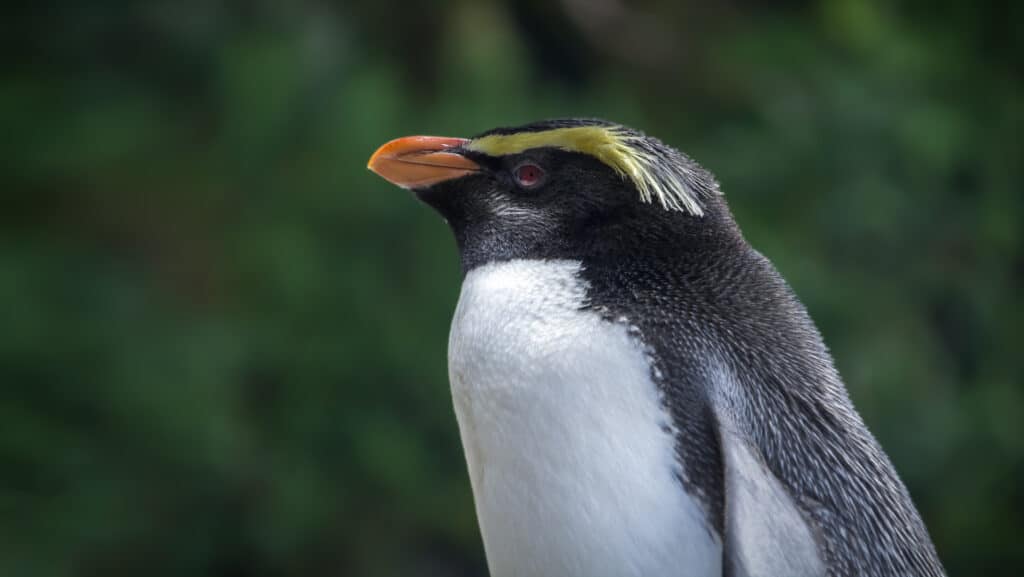 close up of a Fiordland penguin, facing left. It is back pn its back, white on its belly, and it has an interesting crested yellow eyebrow, and an bright orange beak against a deep green background of out of focus flora.