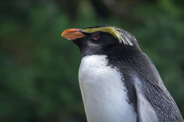 A lone Fiordland Crested Penguin beginning the grooming process after a day at sea.