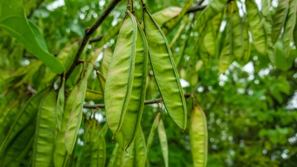 Close-up of lime green redbud tree seed pods against a naturally green background.