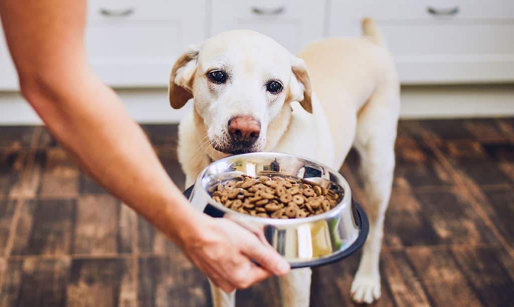 Dog, Eating, Feeding, Food, Pets