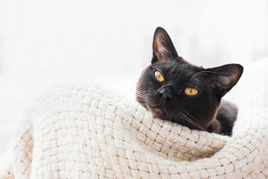 Black Burmese cat lying in a basket