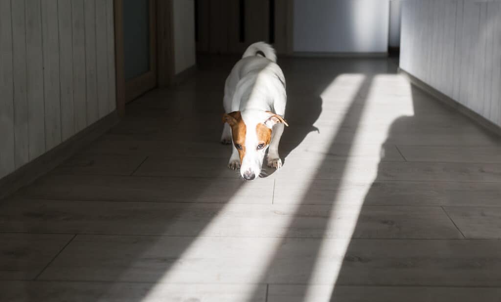 Jack Russell terrier dog sniffing the floor