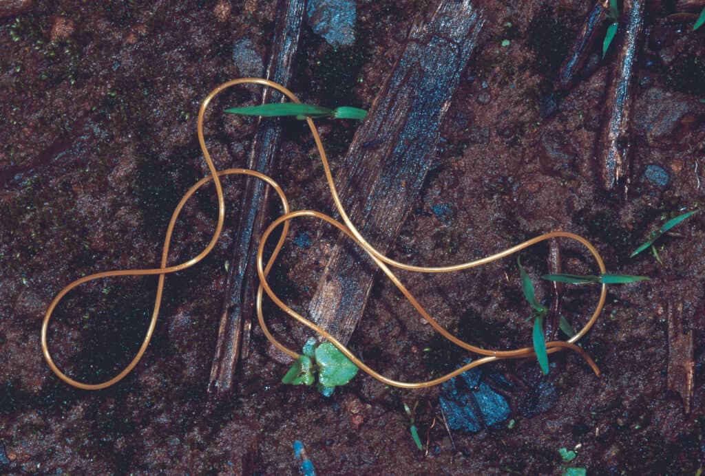 Phylum Nematomorpha. Horsehair worm. Gordian worms, Rarely available. Rajgad fort, Maharashtra, India.