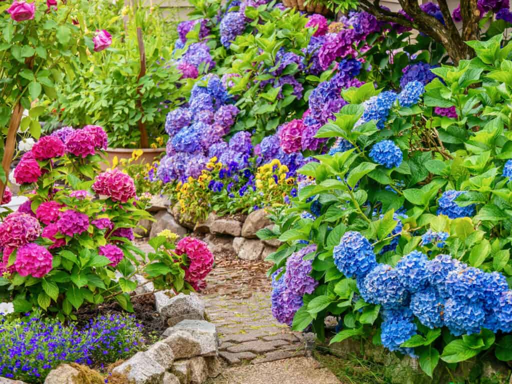An ornamental garden filled with colorful hydrangea blossoms.