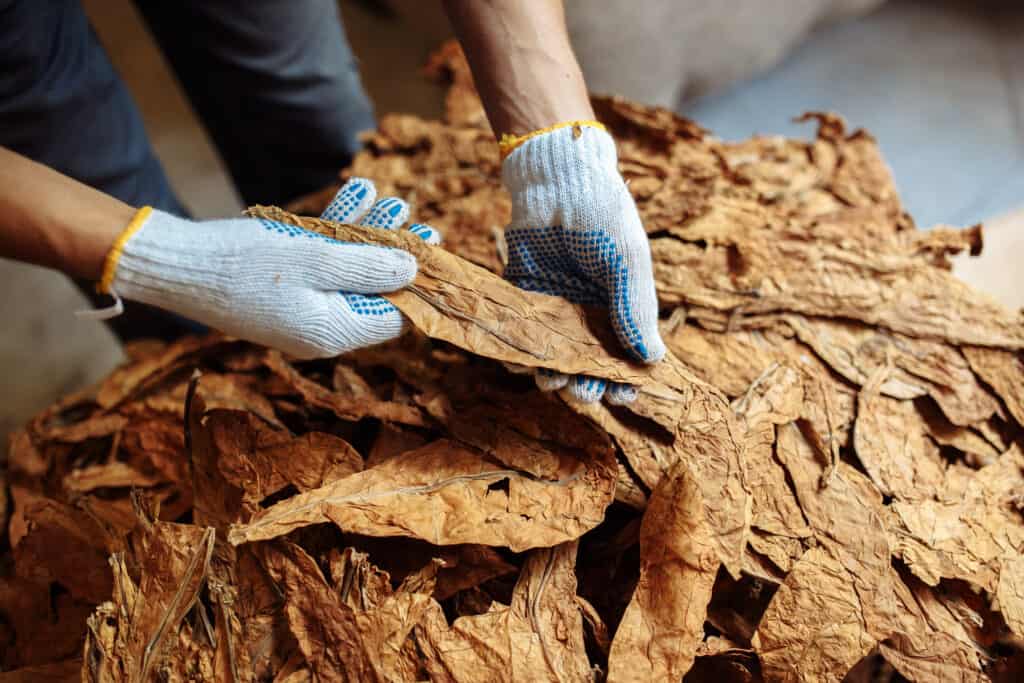 A pile of large, tan-colored tobacco leaves, one leaf held up by a person wearing white fabric gloves, as if inspecting the leaf.