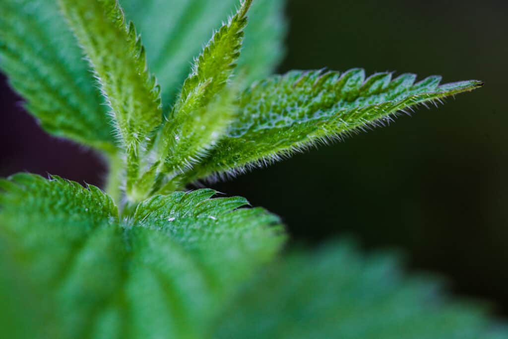 Stinging nettle leaves