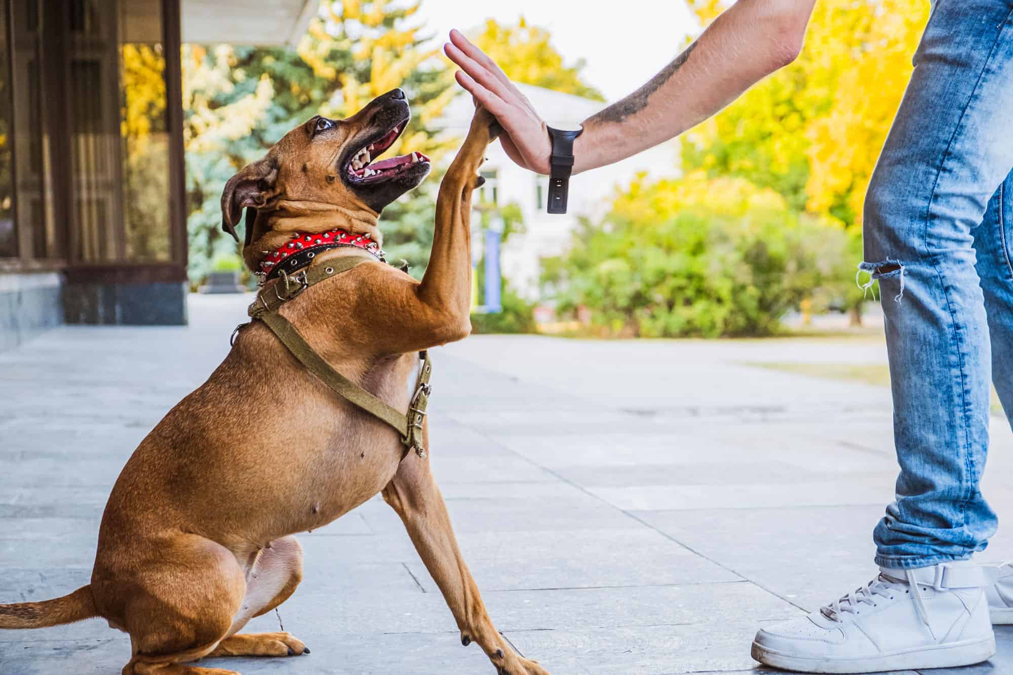 Dog, Dog Walking, High-Five, Handshake, Obedience