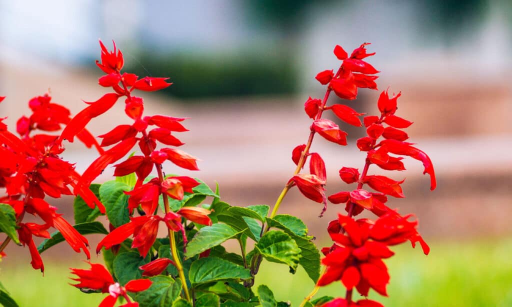 Sage, Agricultural Field, Beauty, Biology, Blood