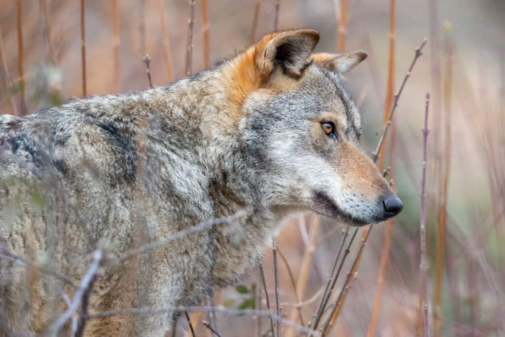 Apennine wolf in the wild