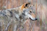 Italian wolf