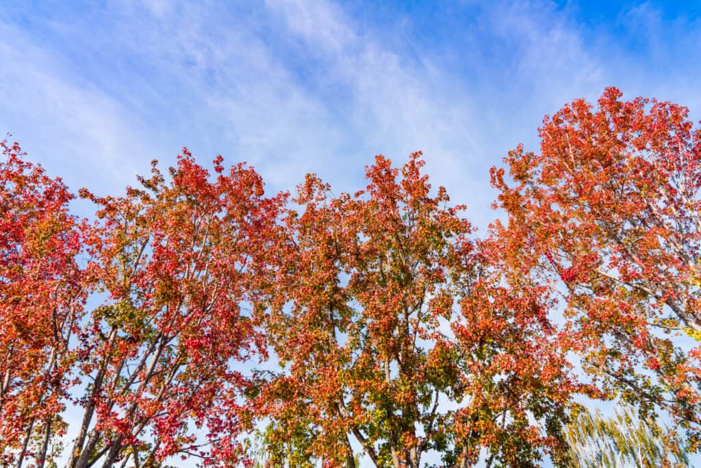 American Sweetgum