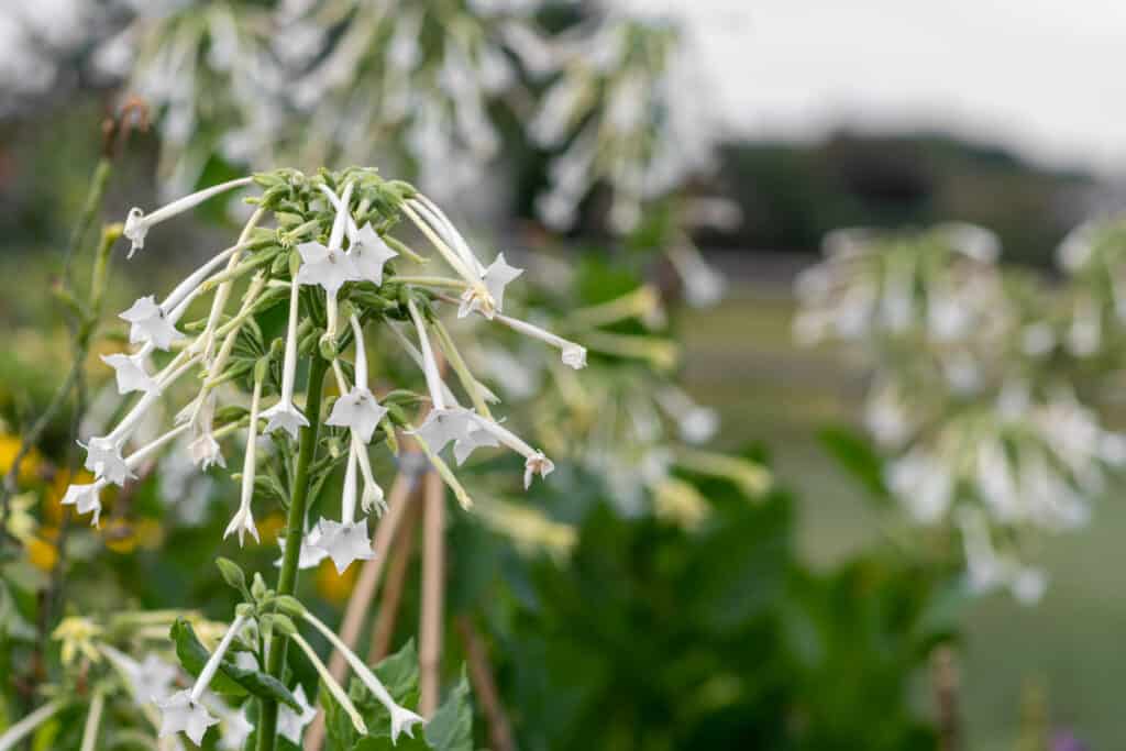 Close up of cluster of elongated tubular white flowers with star shaped ends of flowering tobacco (nicotiana sylvestris) in bloom, against an out-of-focus background of more tobacco flower clusters amid a sea of green.