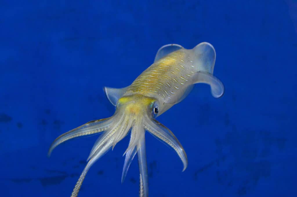 Bigfin reef squid