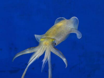 A Bigfin Reef Squid 