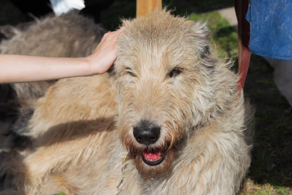 Irish wolfhound being pet