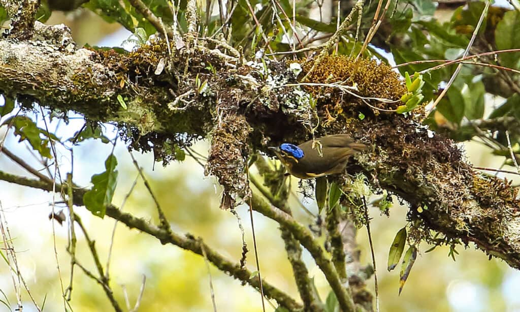Center frame, blue-capped ifrit (bird) perched on a grey and orange lichen and moss covered limb. The bird has a vivid blue crown atop a mostly brown body. Background out-of-focus greenery. 
