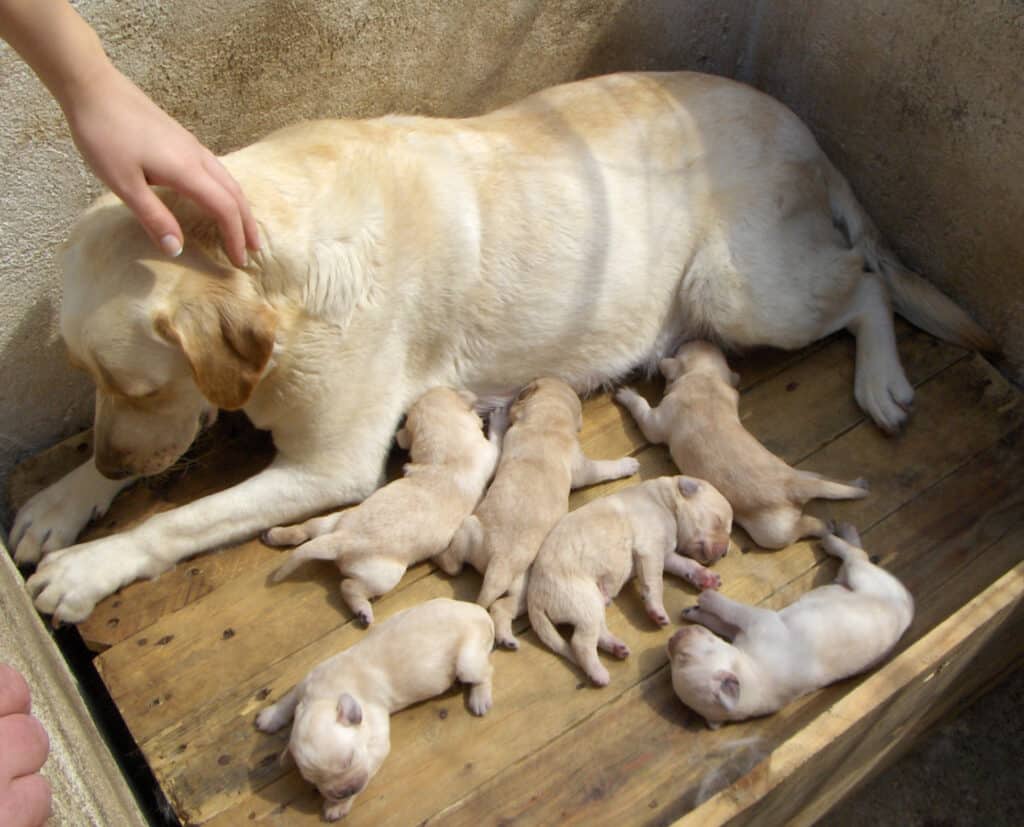 Mom Labrador retriever and puppies