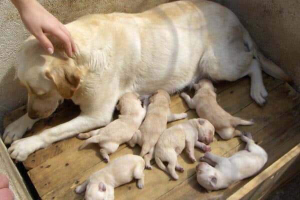 Make sure to read this article to find out what is the age limit for dogs to have puppies!