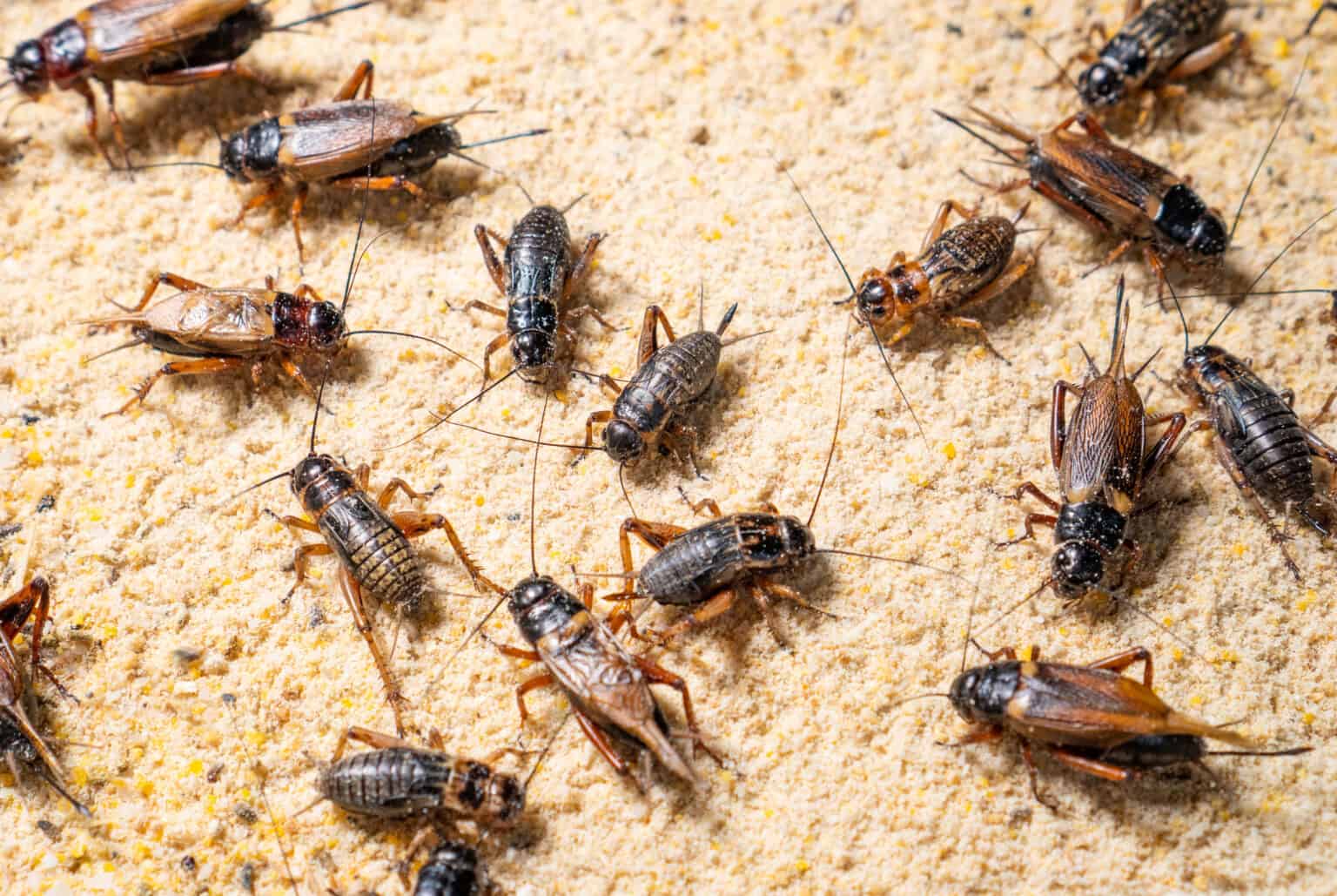 Why You Hear Crickets Chirping More On Summer Nights A Z Animals