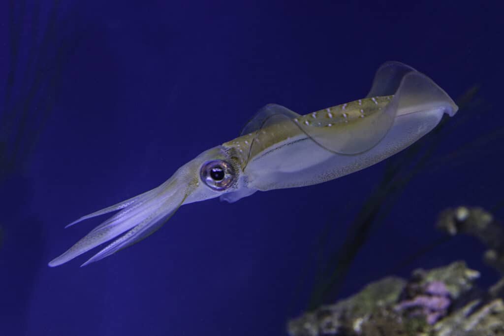 Bigfin Reef Squid