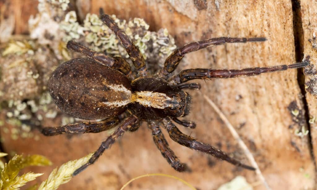 Discover 10 Types of Wolf Spiders - A-Z Animals