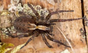 Discover 5 Brown Spiders In Louisiana Picture