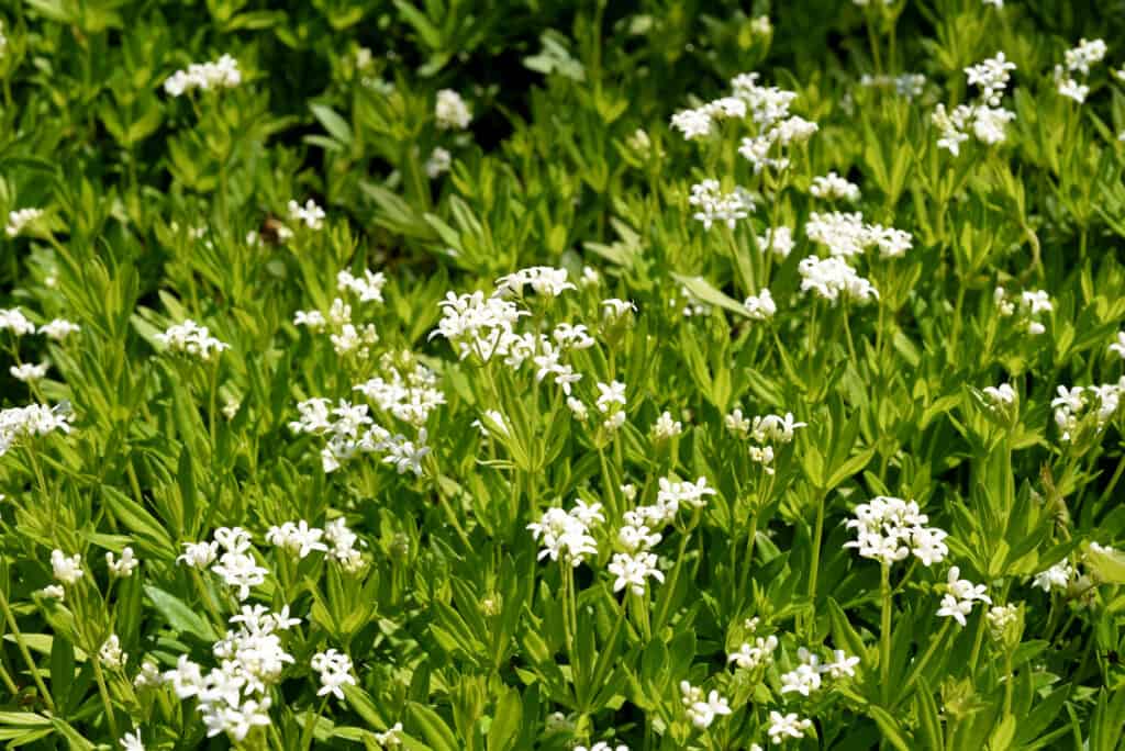 ดุจดังหวาน (Galium odoratum) ที่มีดอกสีขาว