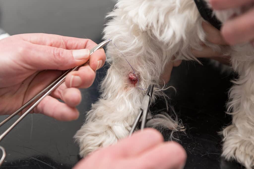 A veterinarian removing a skin tag from a dog during a procedure.