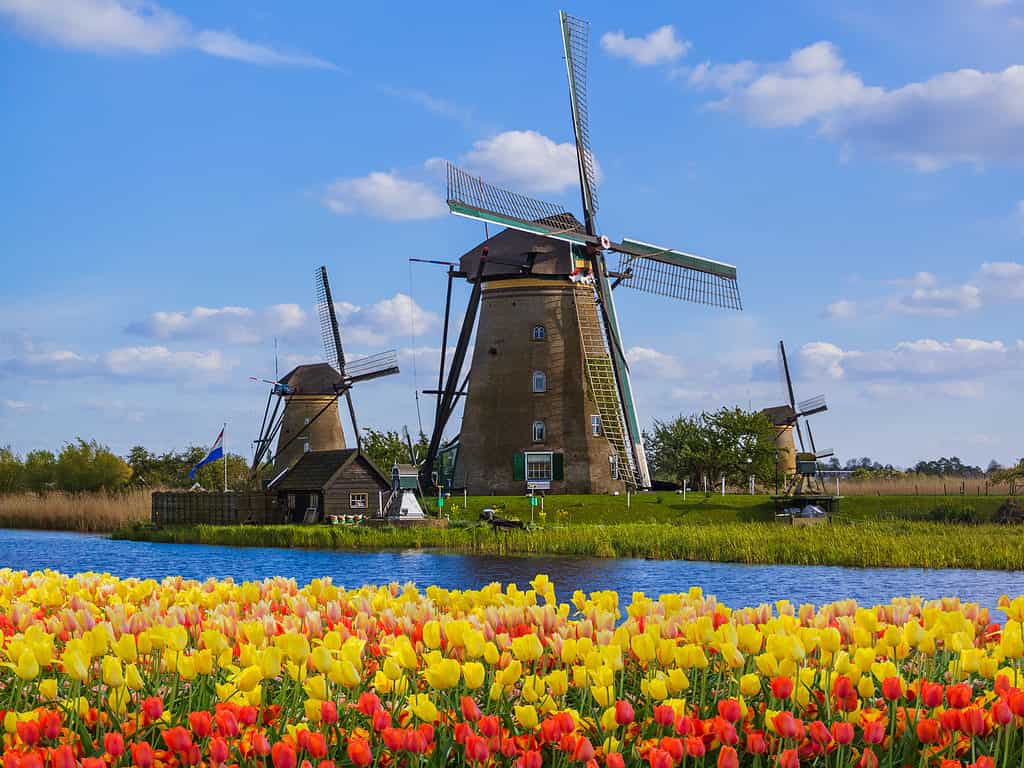Windmills and flowers in the Netherlands